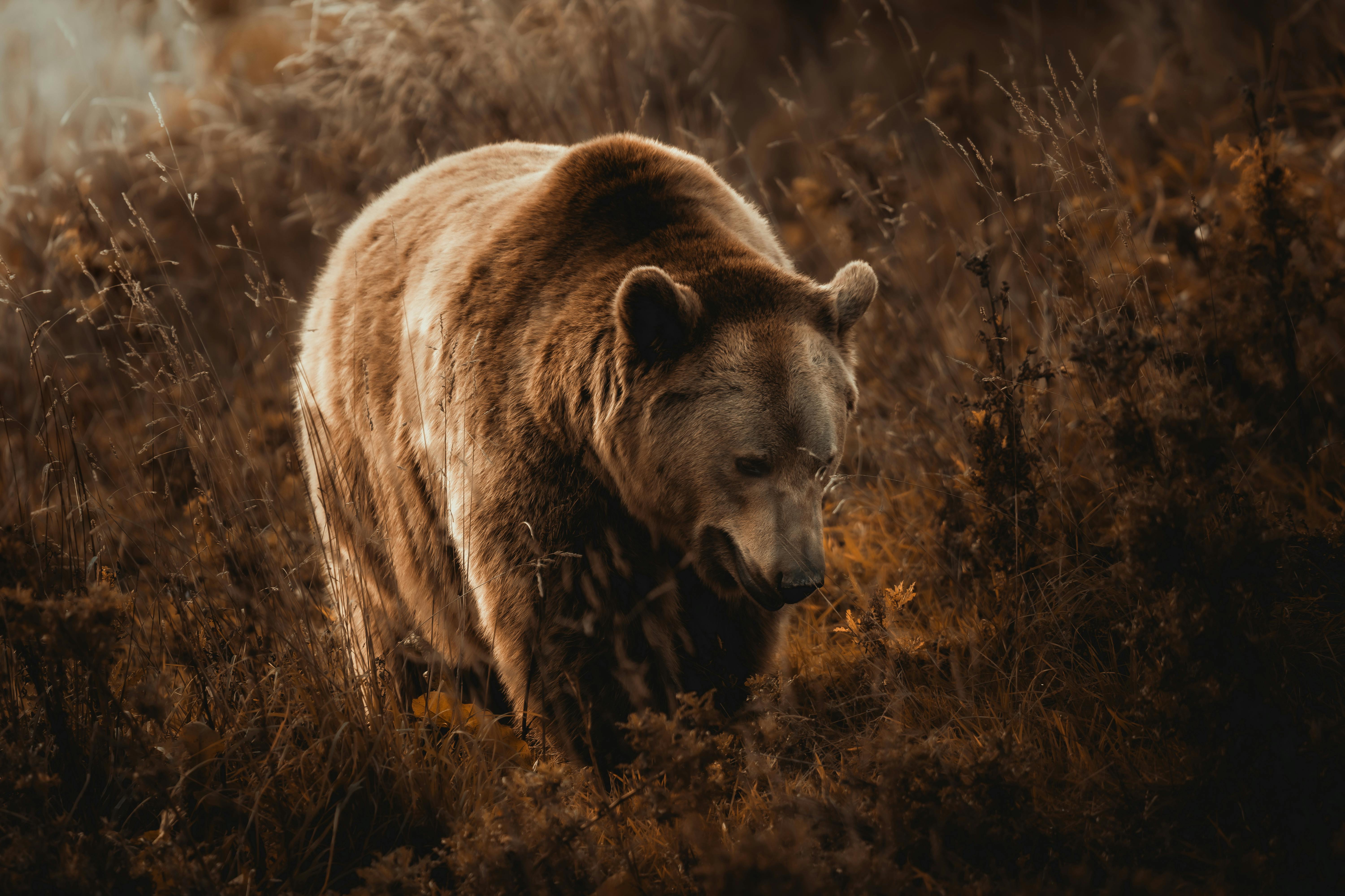 日本熊襲擊潮破紀錄，死亡數飆升！都市淪陷與生存危機急待解